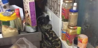 Snake-catchers-remove-massive-17-pound-python-from-kitchen-counter