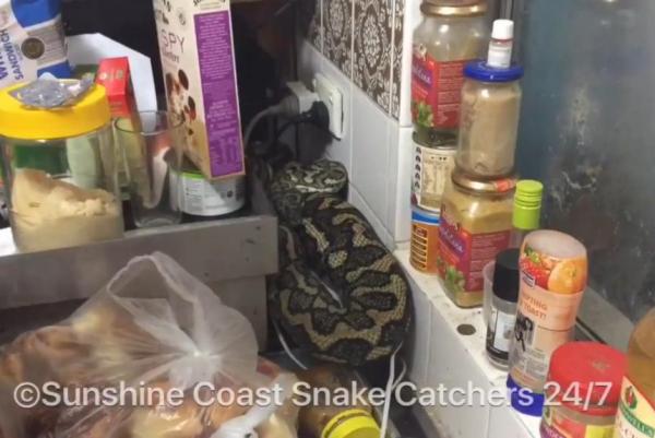 Snake-catchers-remove-massive-17-pound-python-from-kitchen-counter