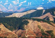 Study-Clear-cutting-undermines-carbon-storage-in-forest-floor