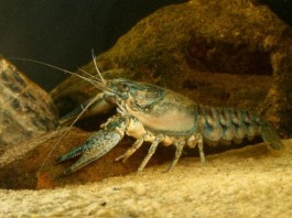 Study-Crayfish-may-help-restore-dirty-streams