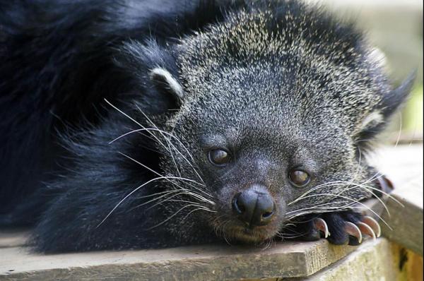 Study-explains-why-bearcats-smell-like-movie-theather-popcorn