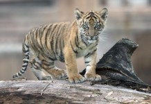 USDA-cracks-down-on-roadside-zoos-that-use-lion-tiger-cubs