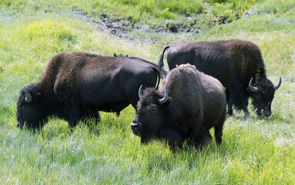Wisconsin-police-warn-of-loose-herd-of-120-buffalo