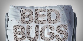 bed_bugs