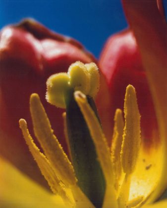 tulipfestivalphoto4