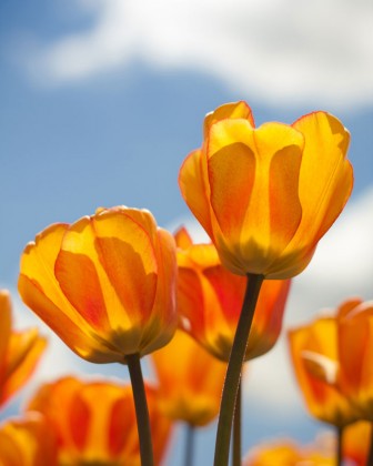 tulipfestivalphoto5