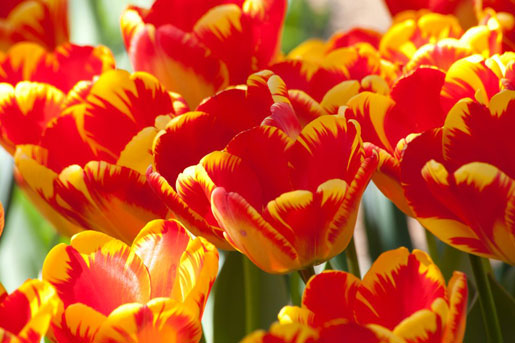 tulipfestivalphotocontest2