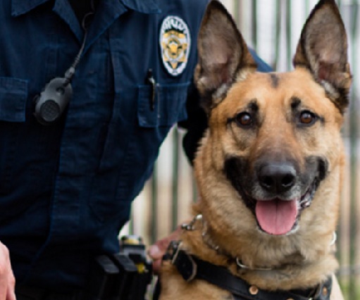 Unified Police K-9 Aldo was shot and killed in the line of duty last week. Photo Courtesy: Unified Police Department