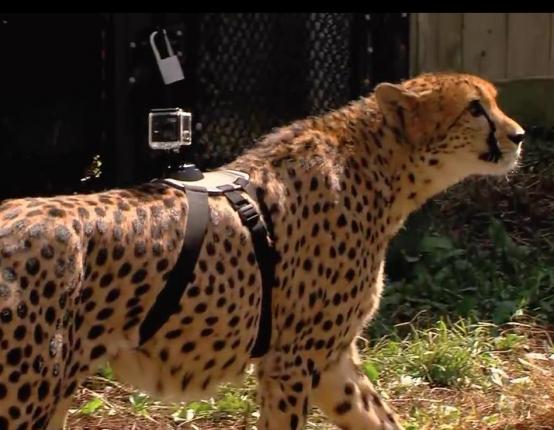 cheetah, zoo, GoPro