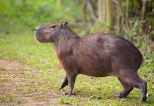Toronto, Toronto Zoo, capybara
