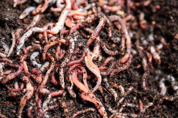 Invasive Earthworms Are Changing Forest Ecosystems