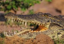 crocodile invasive Florida
