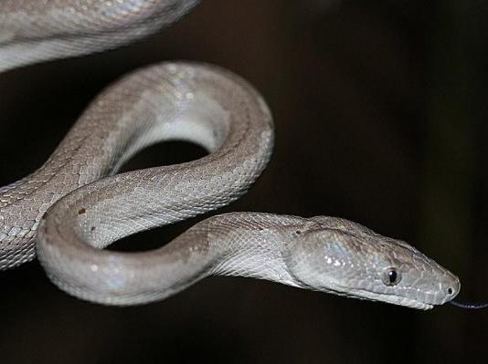 snake bahamas