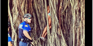 Key West Florida banyan tree climb rescue