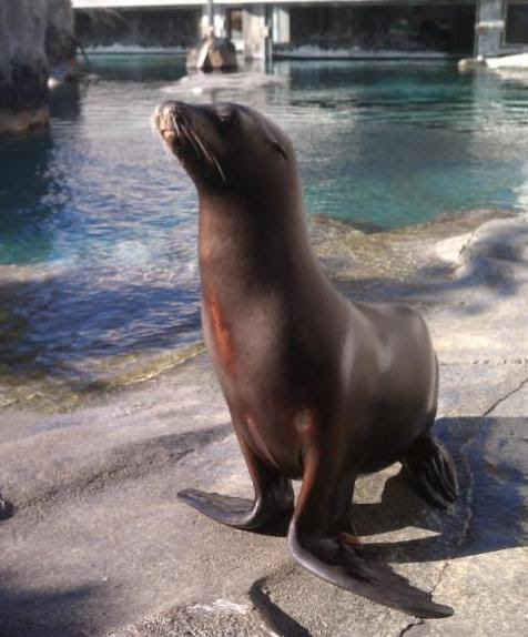 Hogle Zoo has announced the death of a popular member of its animal family-- rescued California sea lion, Rocky. Photo Courtesy: Hogle Zoo