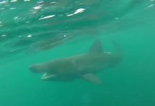 kayaker shark