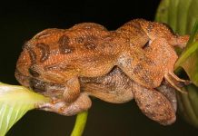 frog sex reproduction
