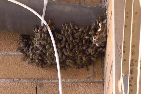 bees, swarm, Italy, Rome