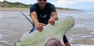 Texas fisherman hammerhead shark