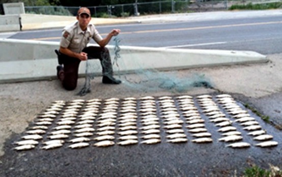 Utah Division of Wildlife Resources fish bass killed net