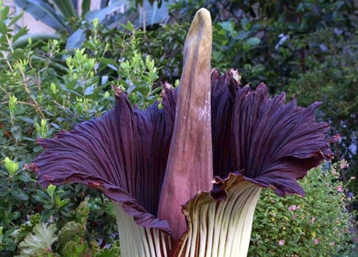 Corpse Flower Blooms At New York Botanical Garden For First Time