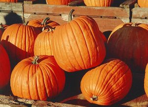 Pumpkins were introduced to North America by settlers in the early 1600s. Photo: Wikipedia/Martin Doege