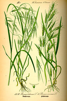 Bromus tectorum, also known as cheatgrass. Source: Wikipedia