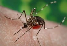 Less common virus than West Nile newly detected in SLCo mosquitoes
