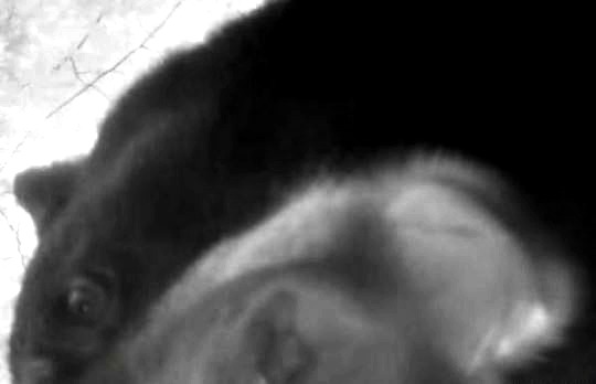 A black bear attacks a Massachusetts man's trail camera. Screenshot: MassLive/YouTube