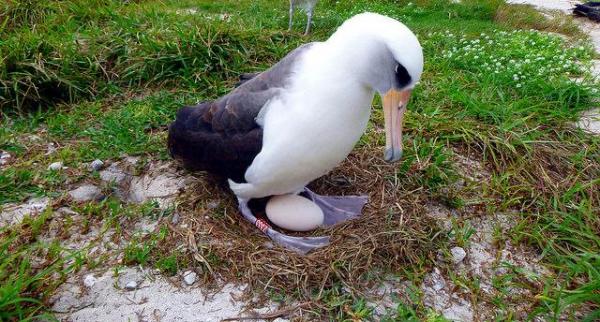 worlds-oldest-breeding-albatross-wisdom-lays-egg-at-age-66