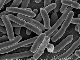E. Coli