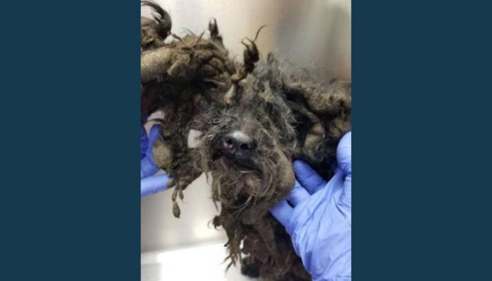 43-dead-dogs-found-at-Delaware-property-32-animals-rescued