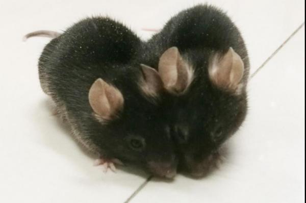 Alzheimers-disease-could-affect-the-whole-body