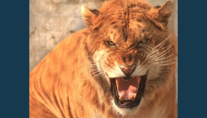 Lion-poacher-eaten-by-lions-in-South-Africa
