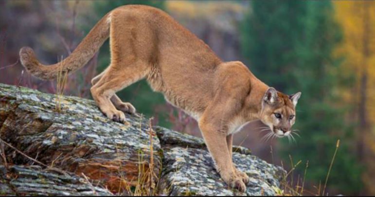 Mountain Lion Spotted In Park City Neighborhood Gephardt Daily