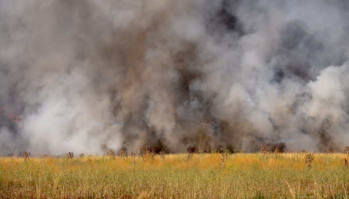 DSC_7291 (1)