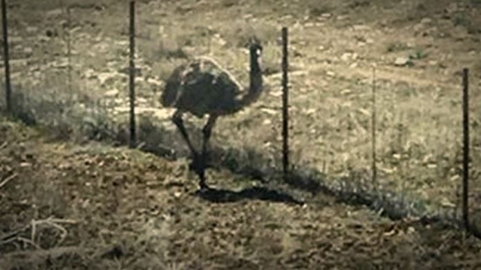 Kane County Officials Looking For Home For Emu Found Loose On Highway ...