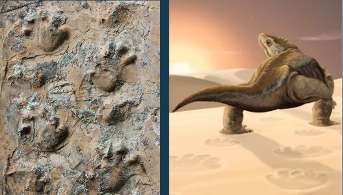 Study: Fossilized animal tracks found in Grand Canyon predate dinosaurs |  Gephardt Daily