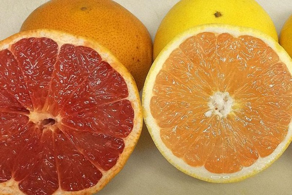 Florida-grapefruit-growers-make-bold-move-to-help-save-industry