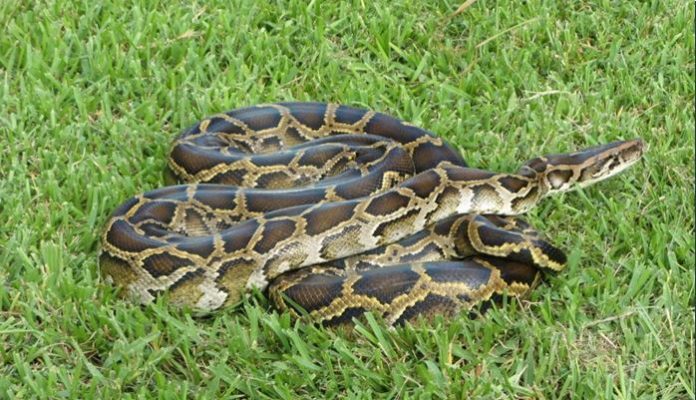 Large-python-crashes-through-spa-ceiling-in-China