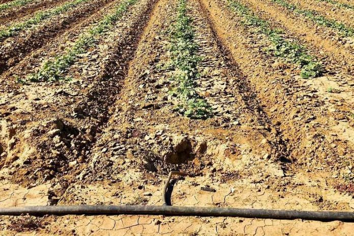 Drought-hobbles-farmers-in-California-Texas-Florida