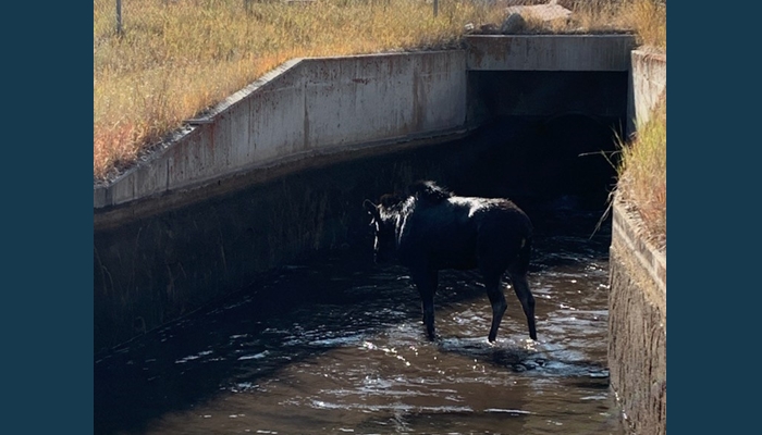 Utah DWR rescues moose from water culvert at golf course; twin calves drown - Gephardt Daily