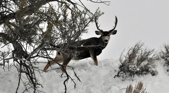 DWR shuts down antler gathering to protect Utah's big game