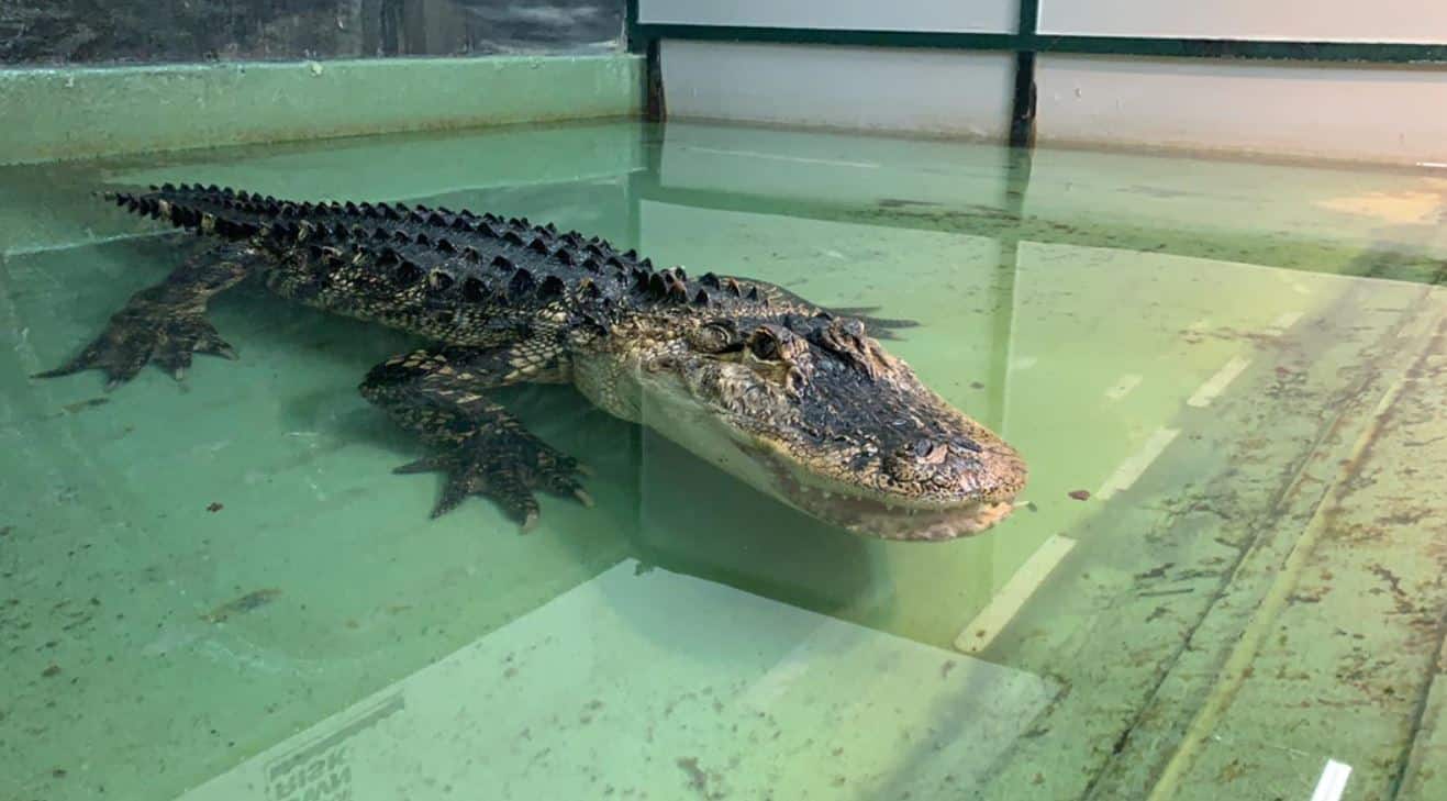 Dramatic video: Man helps save trainer bitten by gator in West