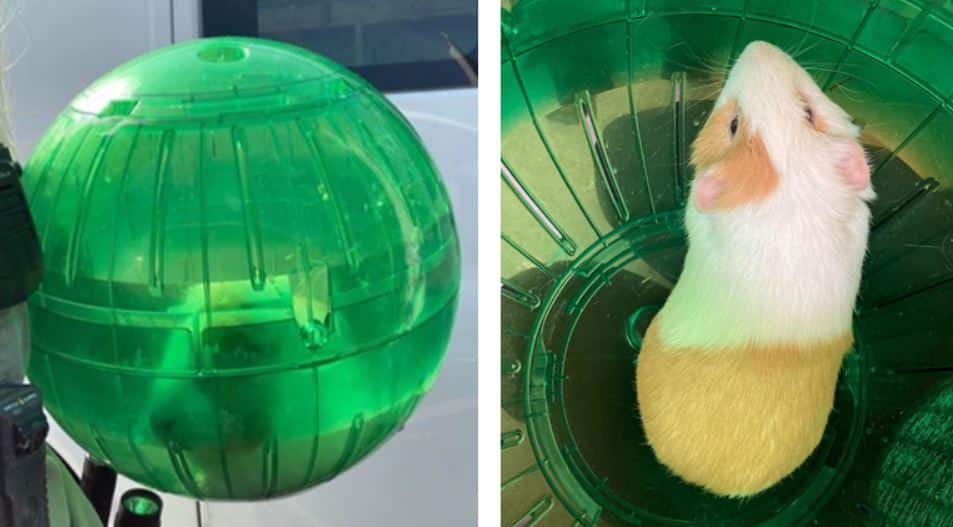 Can guinea pigs use a sale ball