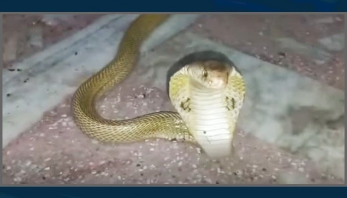 Video: Cobra with head stuck in beer can rescued in India