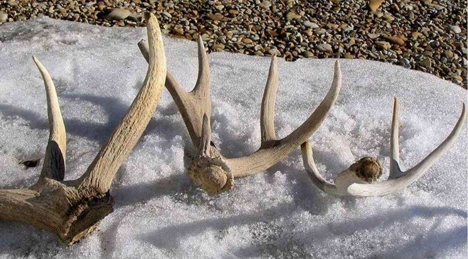 Shed antler collection starts Tuesday for those who complete online course