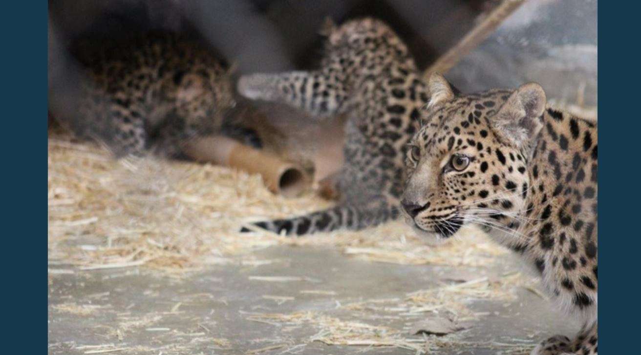 3 playful tiger cubs make debut at Hogle Zoo - Deseret News