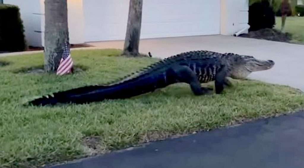 Big alligator takes an Easter stroll through Florida neighborhood ...