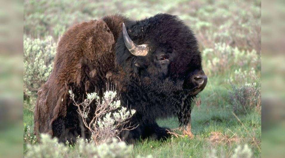 Staying Safe Around Bison at Antelope Island